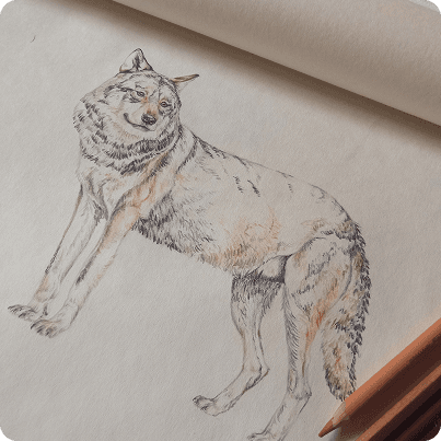 Dessin d'un loup en cours de mise en couleur